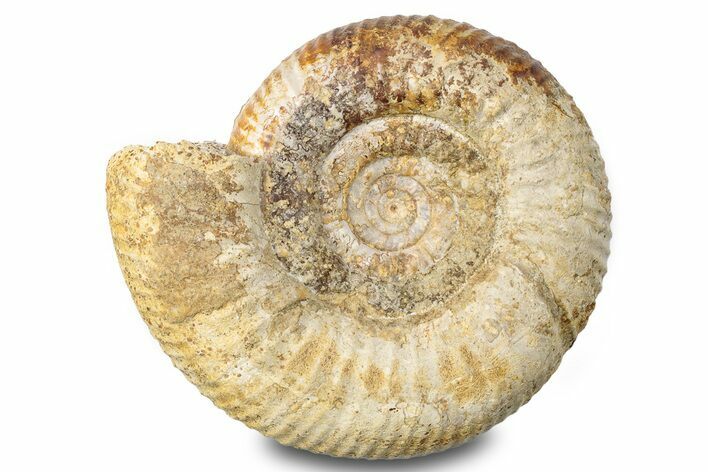 Jurassic Ammonite (Garantiana) Fossil - Dorset, England #279286